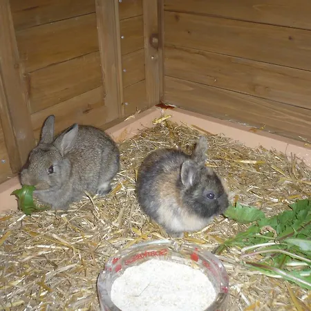 Oberstockerhof Daire *