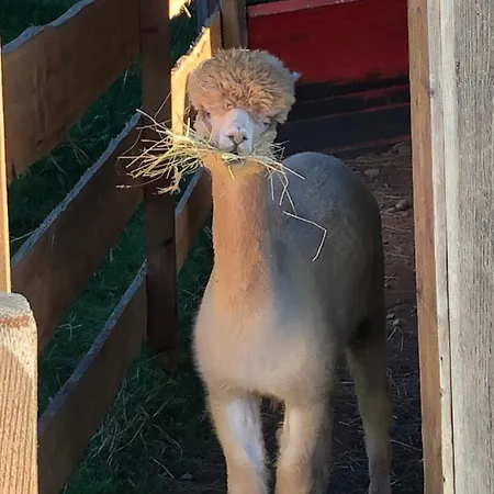 Oberstockerhof Διαμέρισμα Sankt Johann im Pongau